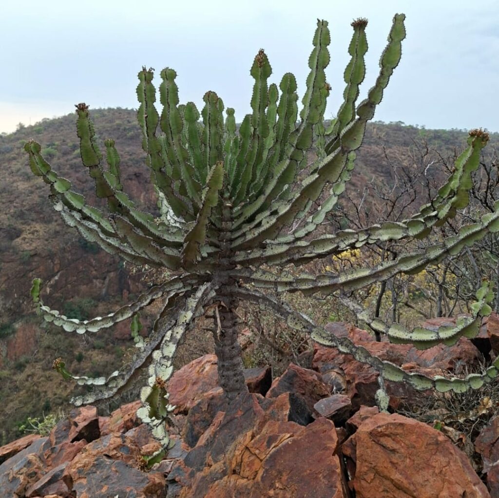 Indigenous plants on the mountainside
